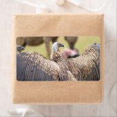 Vulture und Hyena (Insitu)