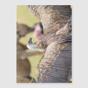 Vulture und Hyena Magnetkarte