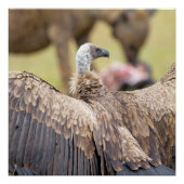 Vulture und Hyena Poster (Vorderseite)