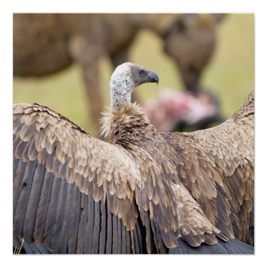 Vulture und Hyena Poster (Vorderseite)