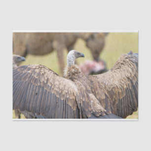 Vulture und Hyena Seidenpapier