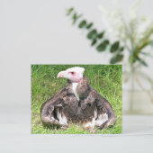 VULTURELLE VOGELN POSTKARTE (Stehend Vorderseite)