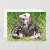 VULTURELLE VOGELN POSTKARTE (Vorne/Hinten)