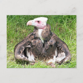 VULTURELLE VOGELN POSTKARTE