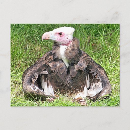 VULTURELLE VOGELN POSTKARTE (Vorderseite)