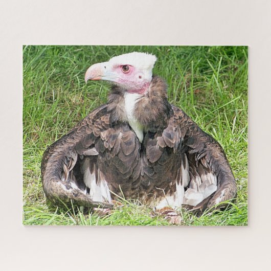 VULTURELLE VOGELN PUZZLE (Horizontal)
