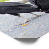 Vultures Poster (Ecke)