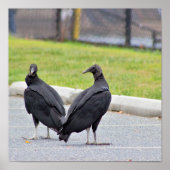 Vultures Poster (Vorne)