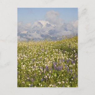 WA, Baker Wilderness, Mt. Shuksan und Postkarte
