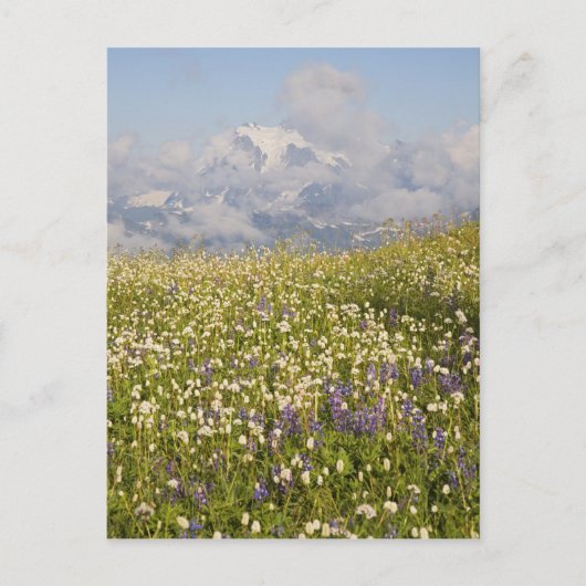 WA, Baker Wilderness, Mt. Shuksan und Postkarte (Vorderseite)