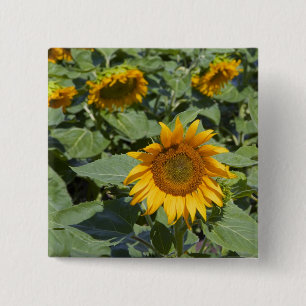 WA, Kittitas County, Sonnenblumenfeld Button
