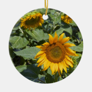 WA, Kittitas County, Sonnenblumenfeld Keramikornament