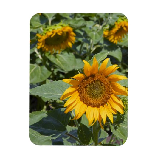 WA, Kittitas County, Sonnenblumenfeld Magnet (Vertikal)