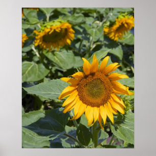 WA, Kittitas County, Sonnenblumenfeld Poster
