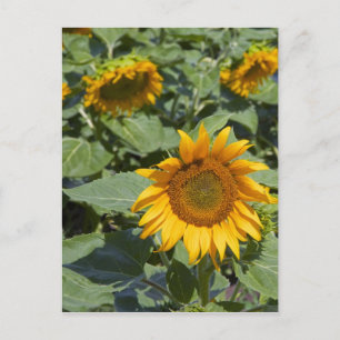 WA, Kittitas County, Sonnenblumenfeld Postkarte