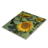 WA, Kittitas Landkreis, Sonnenblumenfeld Fliese (Seite)