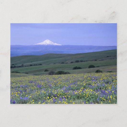 WA, Klickitat Landkreis, Dalles Mountain Ranch, Postkarte (Vorderseite)