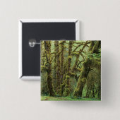 WA, Olympic NP, Hoh Rain Forest, Hall of Fame Button (Vorne & Hinten)