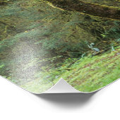 WA, Olympic NP, Hoh Rain Forest, Hall of Fame Fotodruck (Ecke)