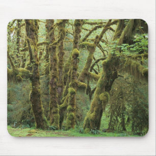 WA, Olympic NP, Hoh Rain Forest, Hall of Fame Mousepad
