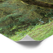 WA, Olympic NP, Hoh Rain Forest, Hall of Fame Poster (Ecke)