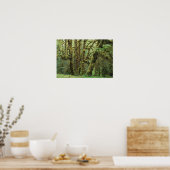 WA, Olympic NP, Hoh Rain Forest, Hall of Fame Poster (Küche)