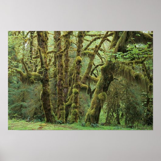 WA, Olympic NP, Hoh Rain Forest, Hall of Fame Poster (Vorne)