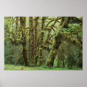 WA, Olympic NP, Hoh Rain Forest, Hall of Fame Poster (Vorne)