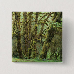 WA, Olympic NP, Hoh-Regenwald, Halle der Button
