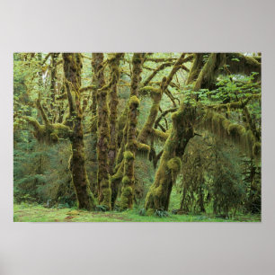 WA, Olympic NP, Hoh-Regenwald, Halle der Poster
