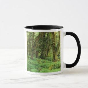 WA, Olympic NP, Quinault Rain Forest, Moos Tasse