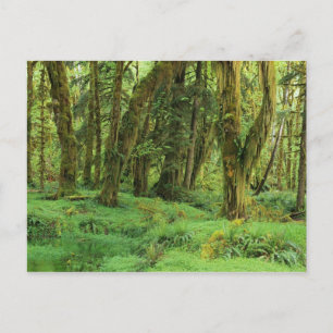 WA, Olympic NP, Quinault-Regenwald, Moos Postkarte