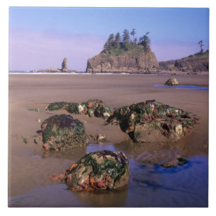 WA, Olympic NP, Second Beach mit Gezeitentümpeln u Fliese