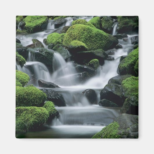 WA, Olympic NP, Sol Duc Valley, Bach mit Magnet (Vorne)