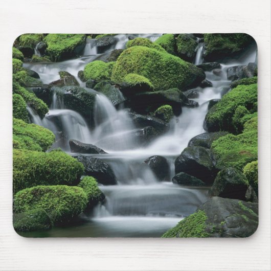 WA, Olympic NP, Sol Duc Valley, Bach mit Mousepad (Vorne)