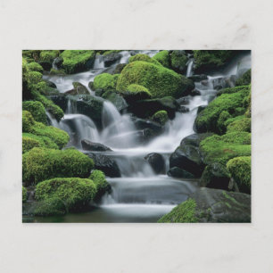 WA, Olympic NP, Sol Duc Valley, Bach mit Postkarte