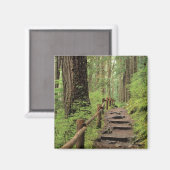 WA, Olympic NP, Sol Duc Valley, Regenwald Magnet (Vorderseite/Rückseite)