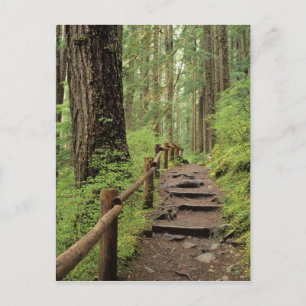 WA, Olympic NP, Sol Duc Valley, Regenwald Postkarte