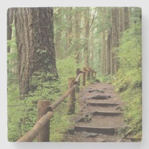 WA, Olympic NP, Sol Duc Valley, Regenwald Steinuntersetzer