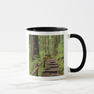 WA, Olympic NP, Sol Duc Valley, Regenwald Tasse