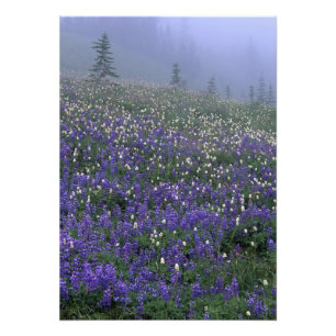 WA, Rainier NP, Lupine und Bistort-Wiese Fotodruck