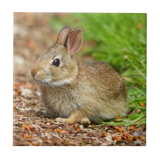 WA, Redmond, Eastern Cottontail Babyhase Fliese (Vorderseite)