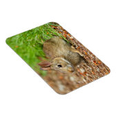 WA, Redmond, Eastern Cottontail Babyhase Magnet (Rechte Seite)
