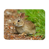 WA, Redmond, Eastern Cottontail Babyhase Magnet (Horizontal)