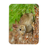 WA, Redmond, Eastern Cottontail Babyhase Magnet (Vertikal)