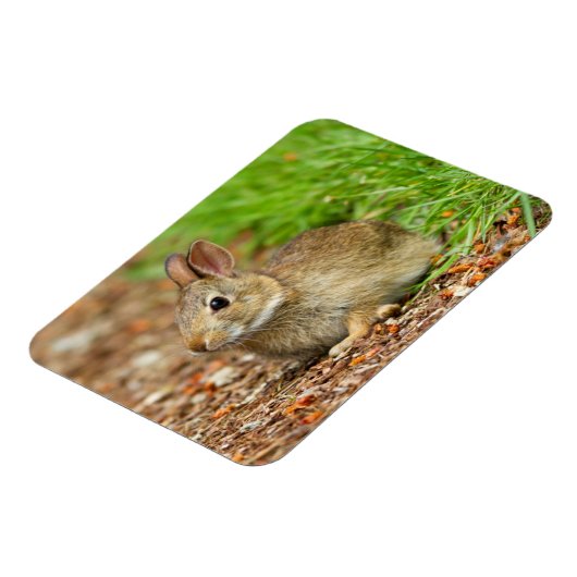 WA, Redmond, Eastern Cottontail Babyhase Magnet (Linke Seite)