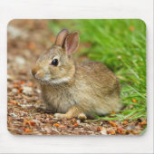WA, Redmond, Eastern Cottontail Babyhase Mousepad (Vorne)