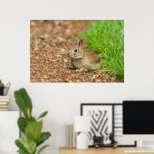 WA, Redmond, Eastern Cottontail Babyhase Poster (Heimbüro)
