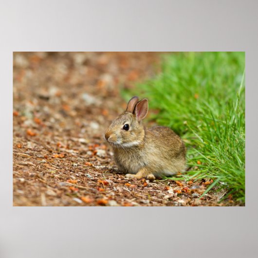 WA, Redmond, Eastern Cottontail Babyhase Poster (Vorne)