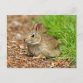 WA, Redmond, Eastern Cottontail Babyhase Postkarte (Vorderseite)